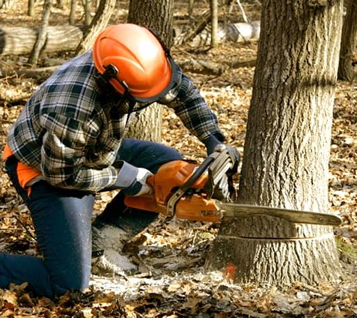 Tree Removal in Lankin, ND